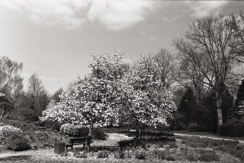 Kirschblüte im Rhododendronpark