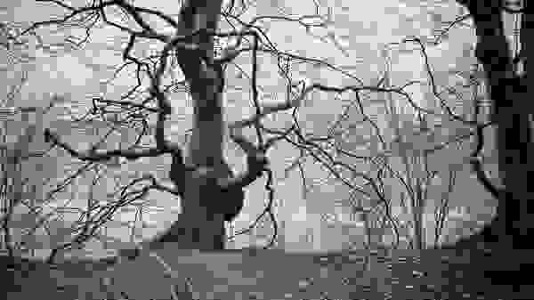 Tryptychon Bäume I